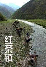 红茶镇BLACK TEA TOWN
